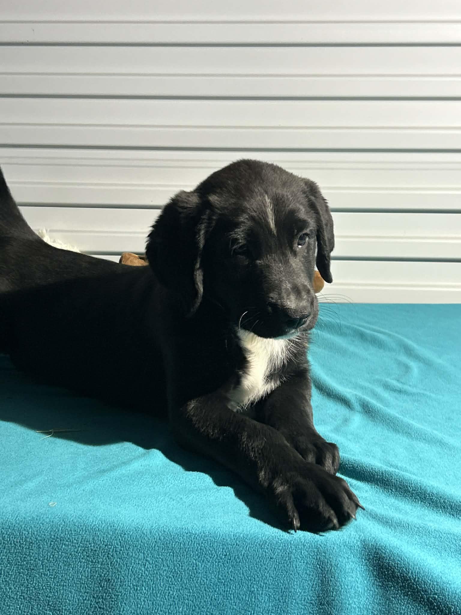 Enlarge Johnny, a Adoptable mixed breed in Tarrytown, GA image 2/3