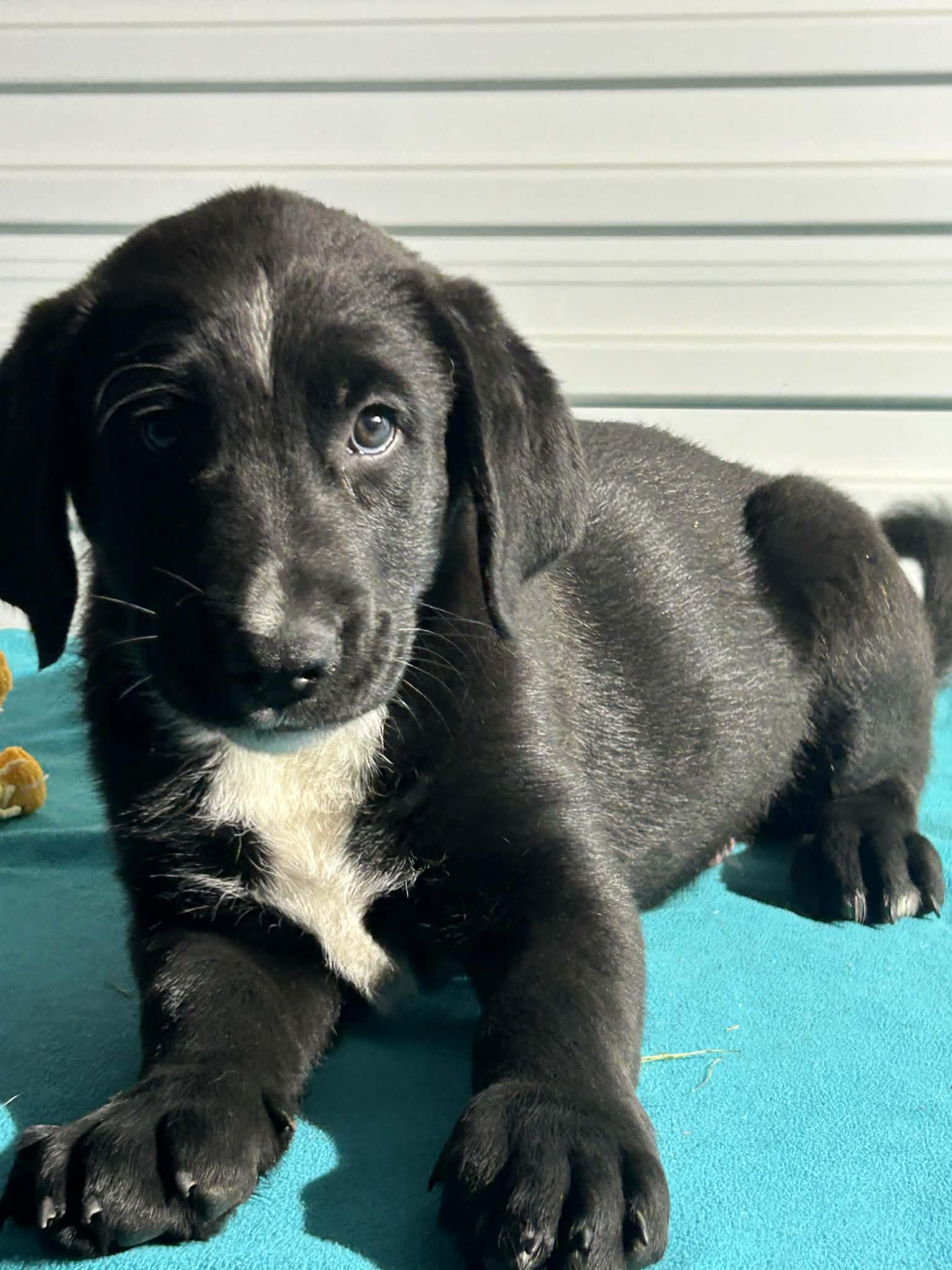 Enlarge Johnny, a Adoptable mixed breed in Tarrytown, GA image 3/3
