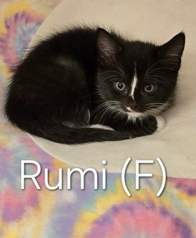 Enlarge Rumi, a Adoptable Domestic Short Hair in Huntington, NY image 1/1