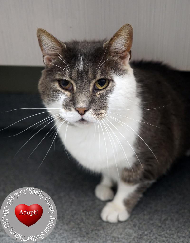 Macho, Adoptable, Young Male Domestic Short Hair.