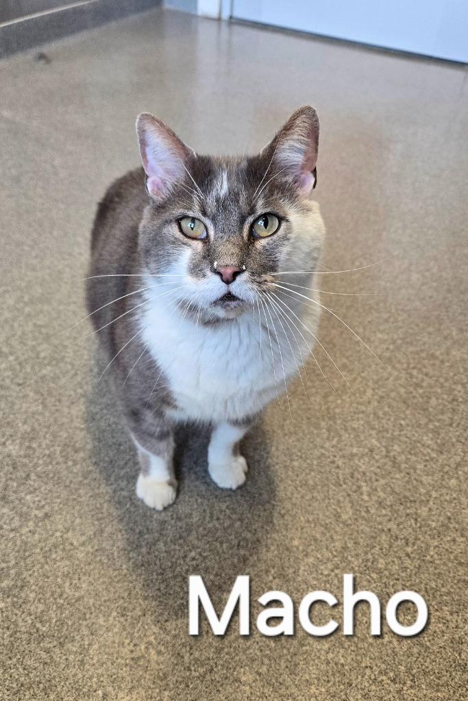 Macho, a Adoptable mixed breed in Sidney, OH image 3/3