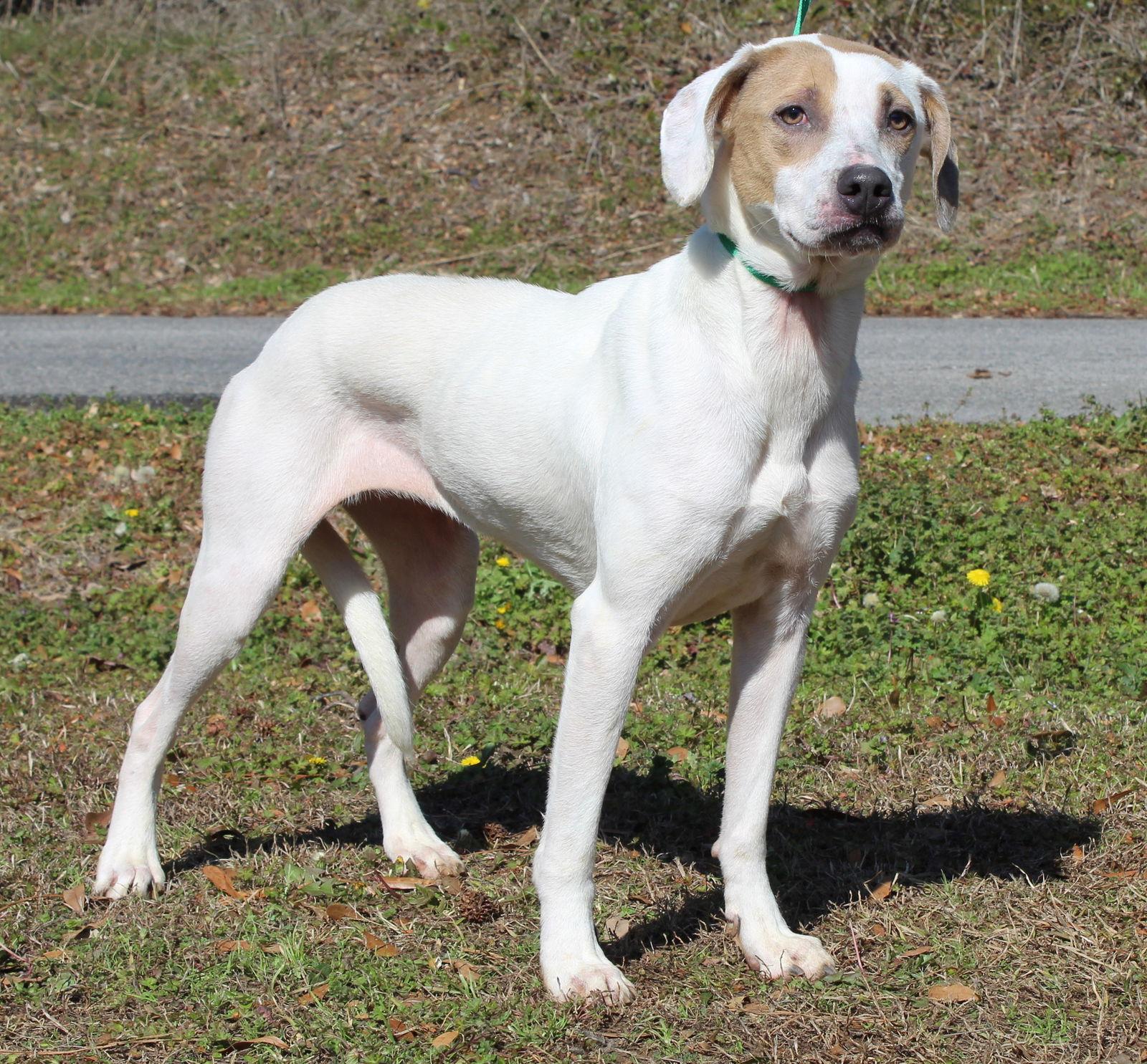 Millie 43026, Adoptable, Adult Female Labrador Retriever & Hound.