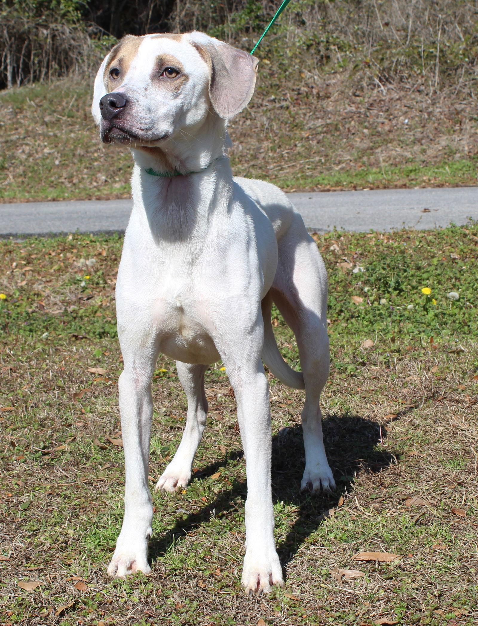 Enlarge Millie 43026, a Adoptable mixed breed in Prattville, AL image 2/3
