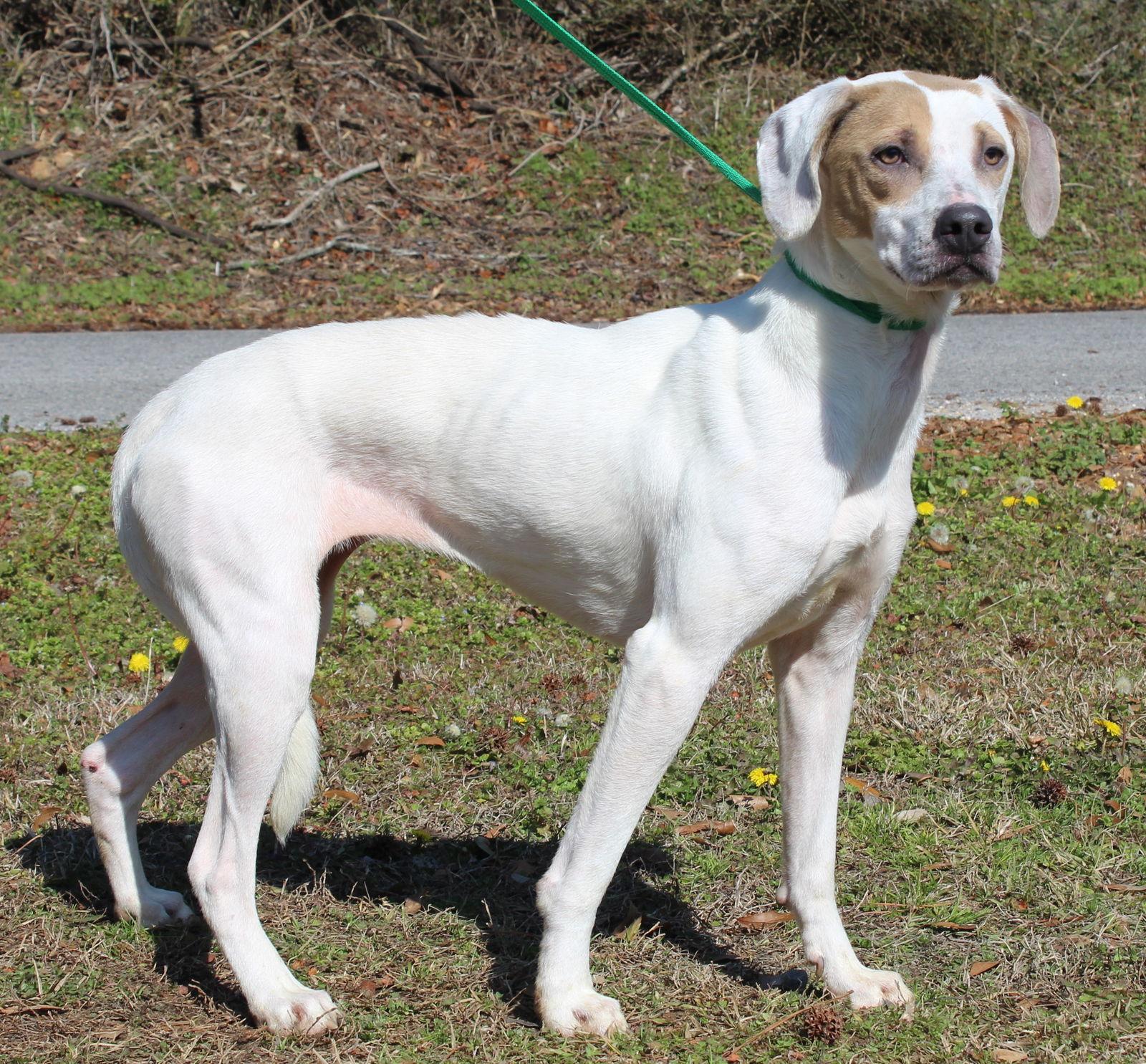 Enlarge Millie 43026, a Adoptable mixed breed in Prattville, AL image 3/3