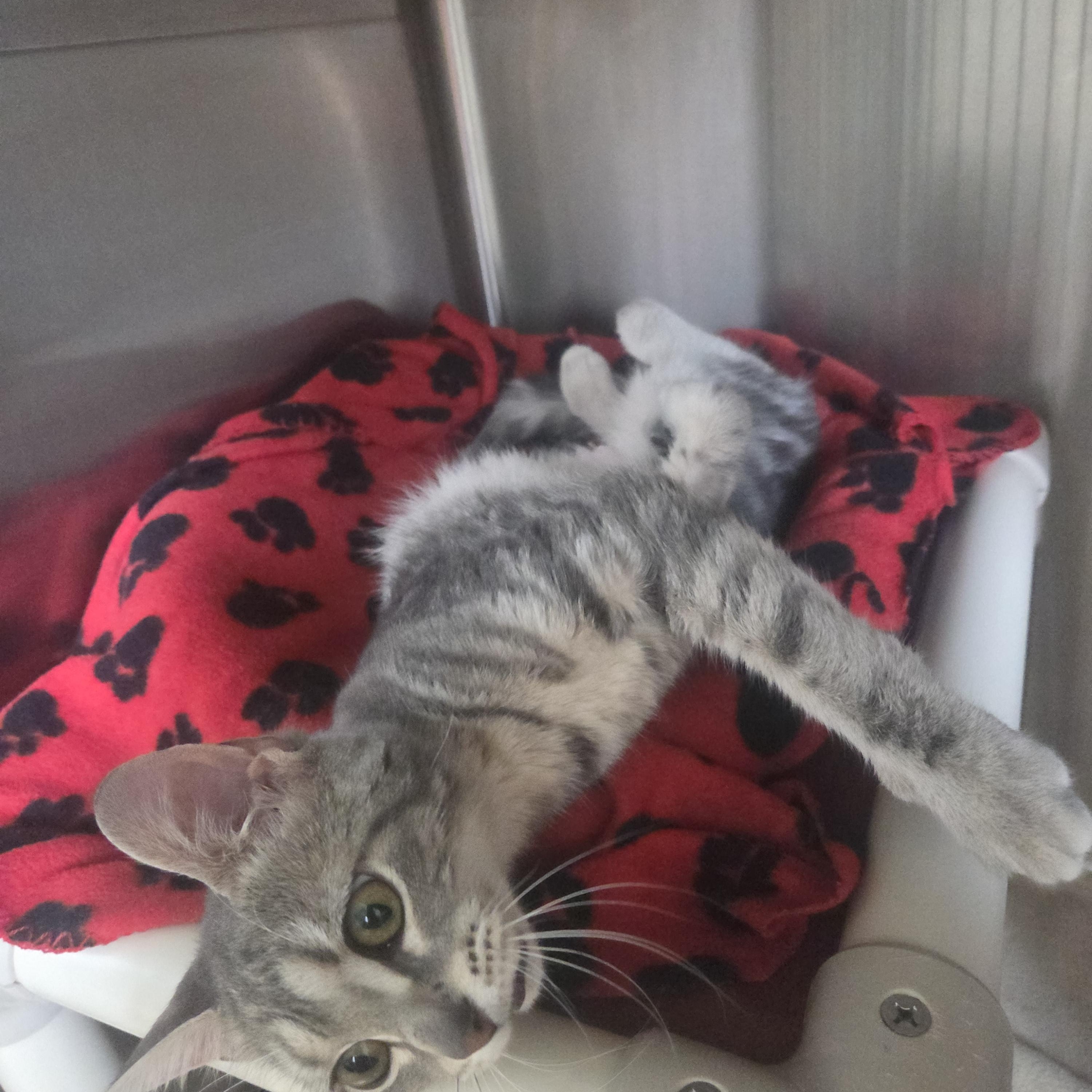 Natasha, Young Female Domestic Short Hair