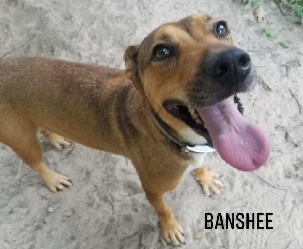 Enlarge Banshee, a Adoptable mixed breed in El Dorado, AR image 1/3