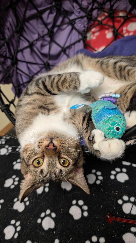 Enlarge Alfalfa, a Adoptable mixed breed in Ellijay, GA image 1/3