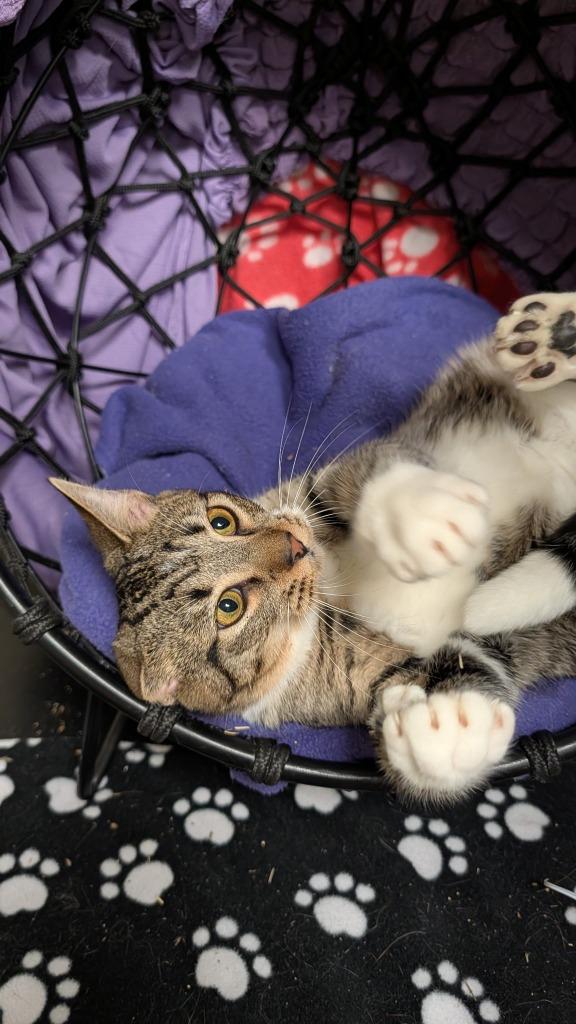 Alfalfa, Adoptable, Young Male Domestic Short Hair.