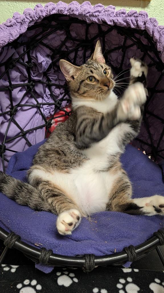 Enlarge Alfalfa, a Adoptable mixed breed in Ellijay, GA image 3/3