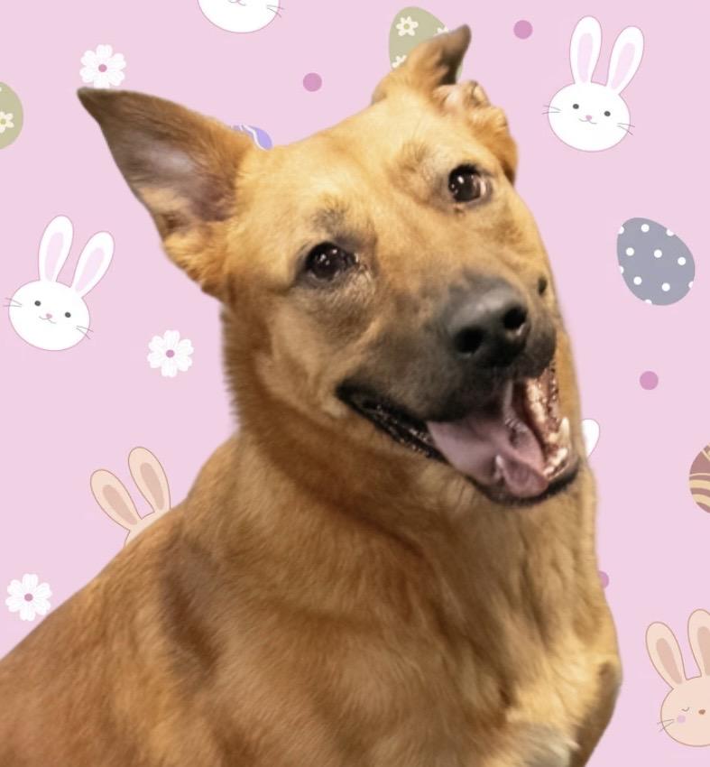 Noni , a ADOPTABLE mixed breed in Westfield, NY image 1/6