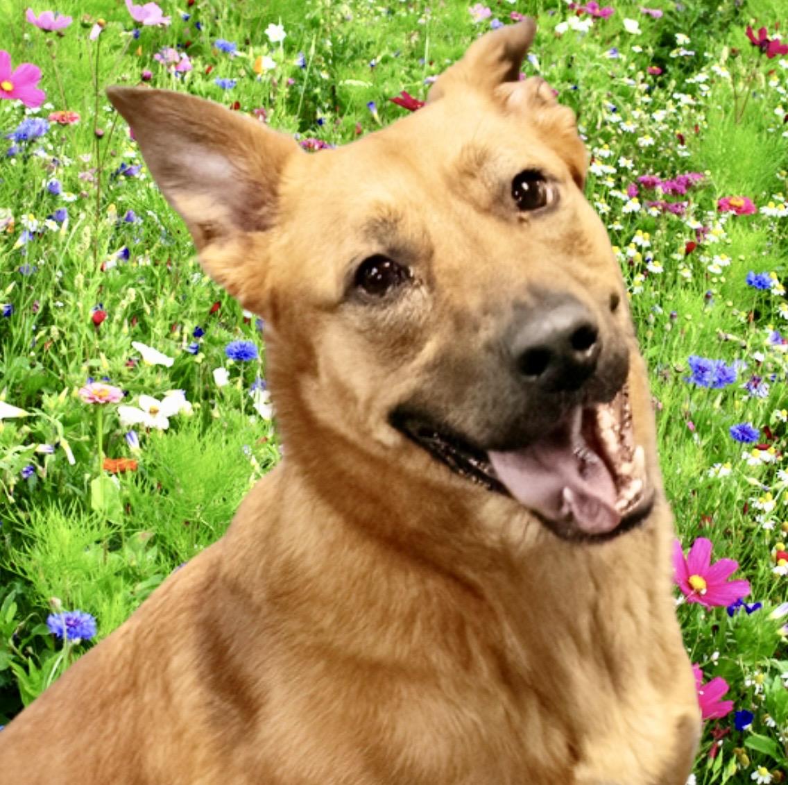 Noni , ADOPTABLE, Adult Female Mixed Breed & German Shepherd Dog.