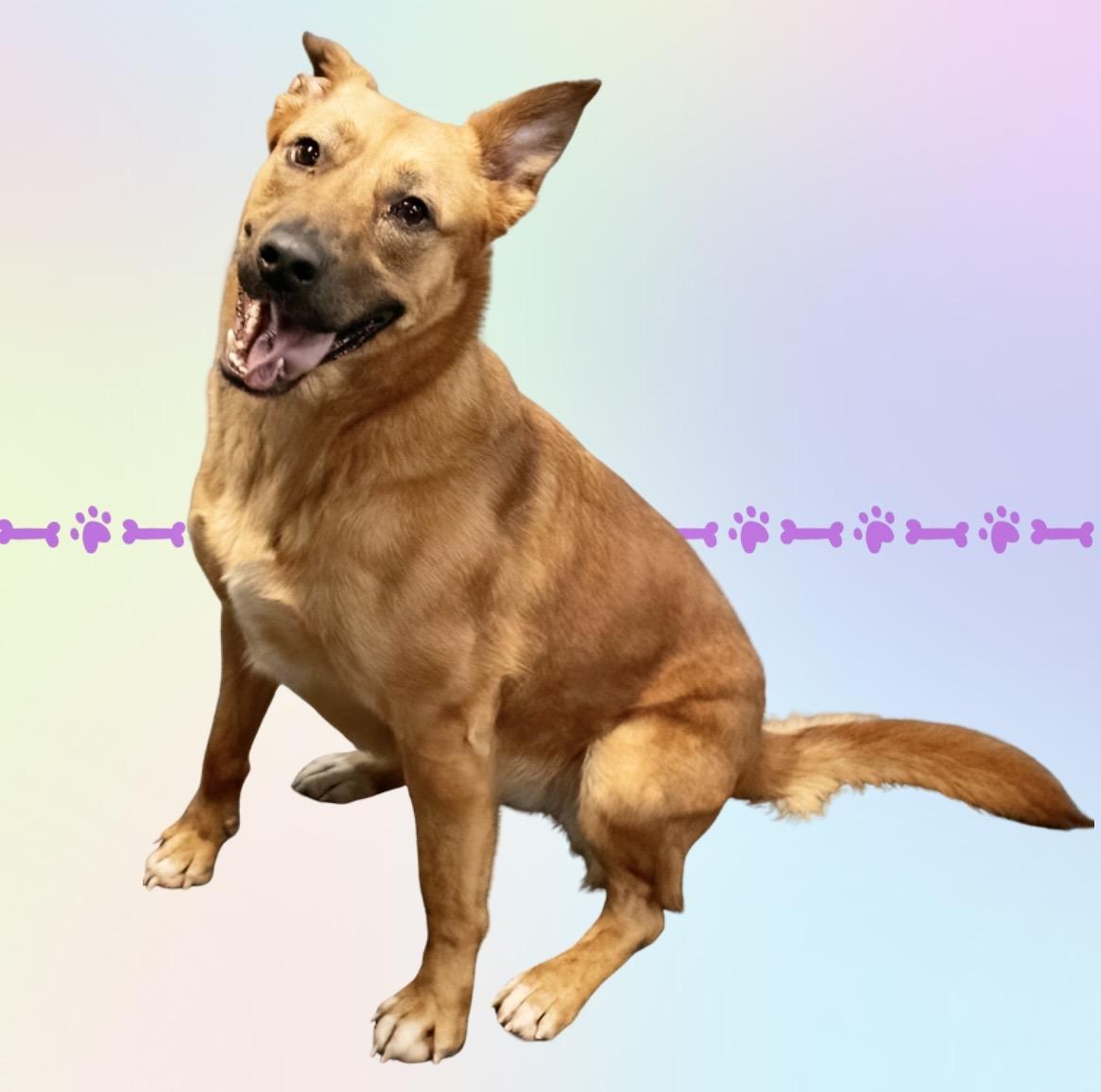 Enlarge Noni , a ADOPTABLE mixed breed in Westfield, NY image 3/6