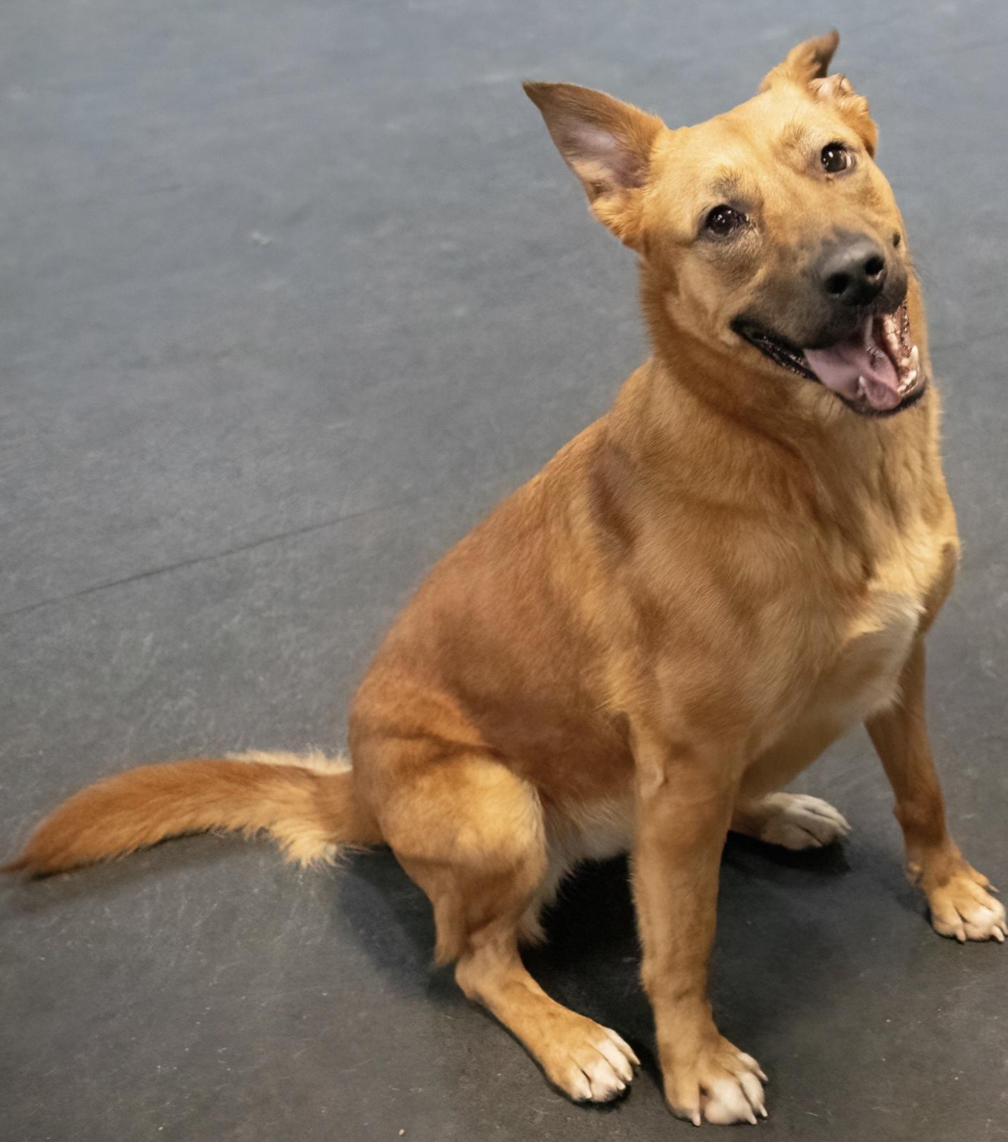 Noni , a ADOPTABLE mixed breed in Westfield, NY image 3/6