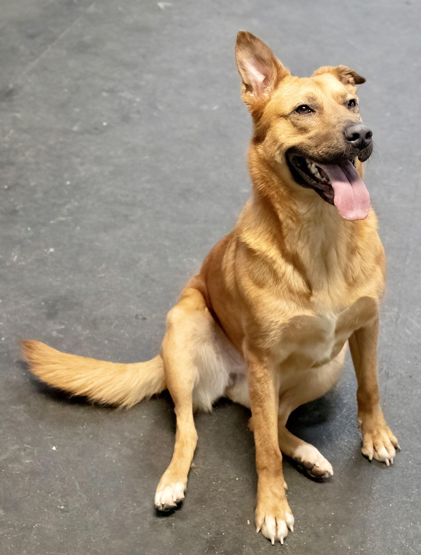 Noni , a ADOPTABLE mixed breed in Westfield, NY image 6/6