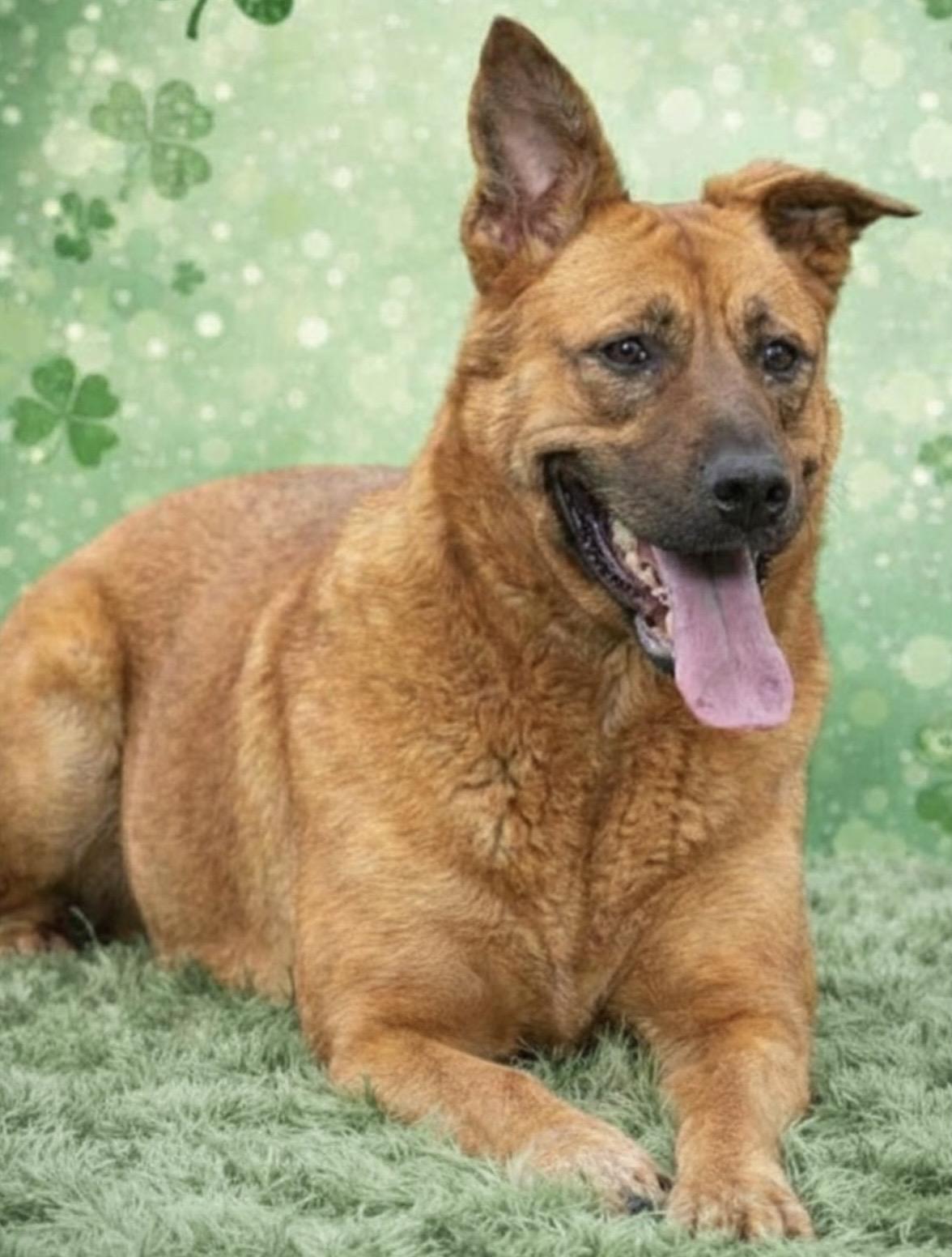 Noni , a ADOPTABLE mixed breed in Westfield, NY image 5/6