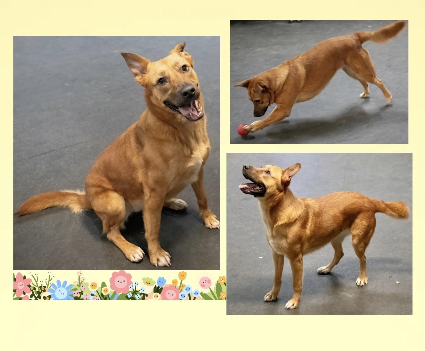 Noni , a ADOPTABLE mixed breed in Westfield, NY image 2/6