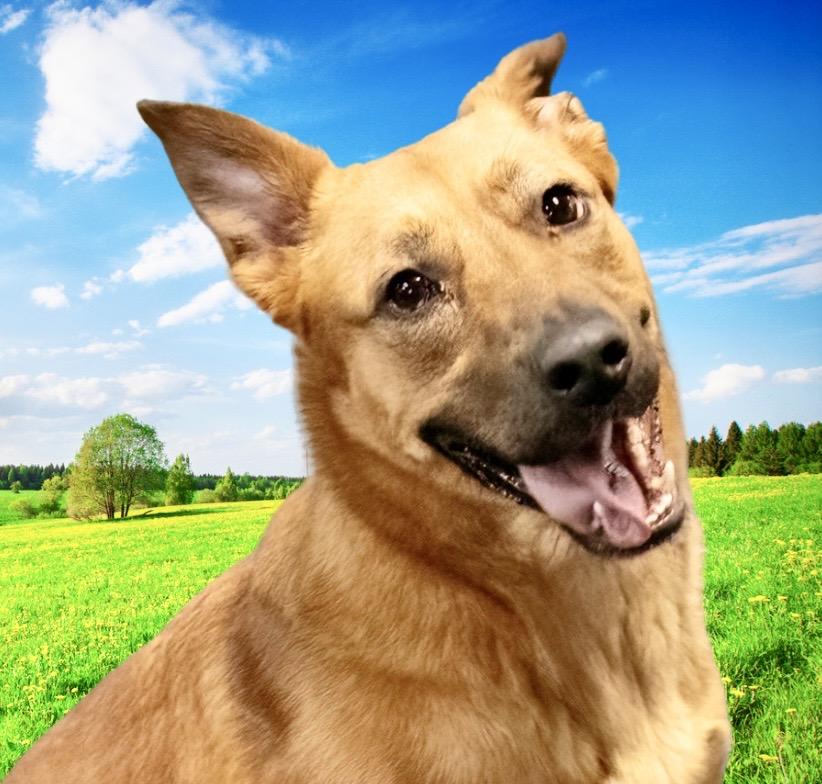 Noni , ADOPTABLE, Adult Female Mixed Breed.