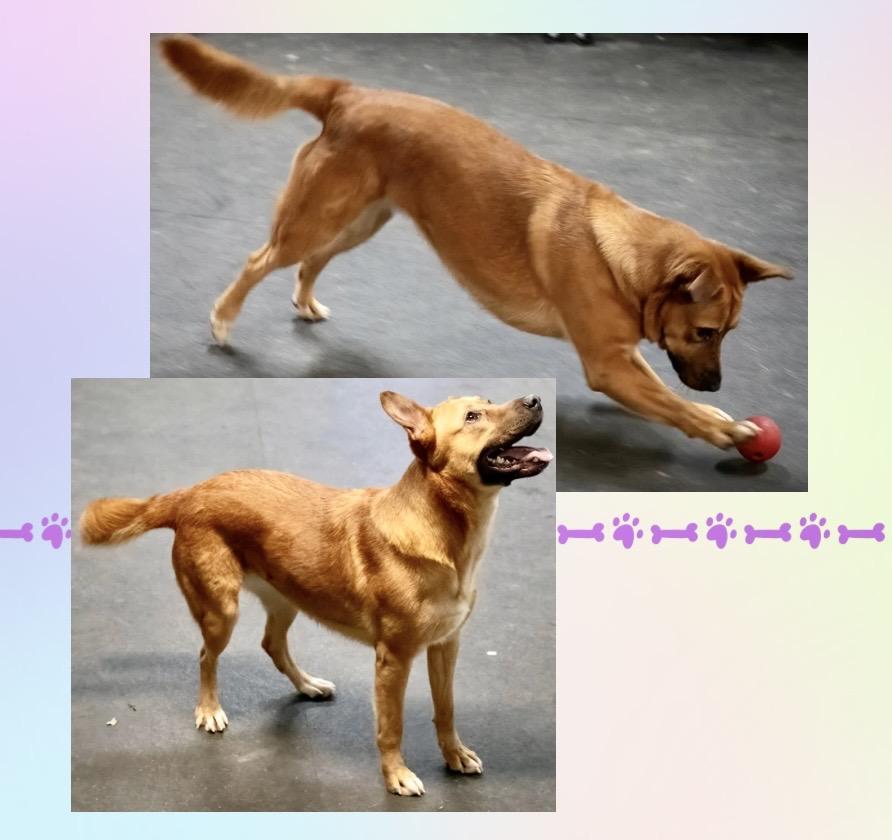 Enlarge Noni , a ADOPTABLE mixed breed in Westfield, NY image 2/6