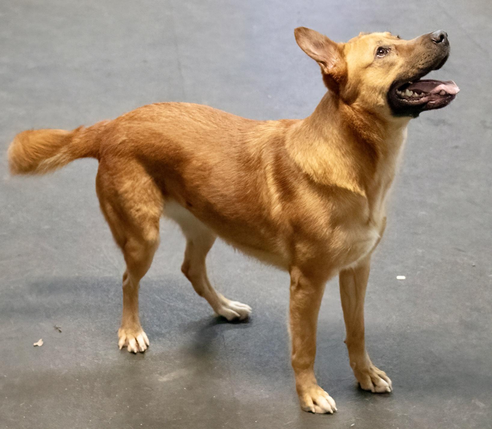 Noni , a ADOPTABLE mixed breed in Westfield, NY image 4/6