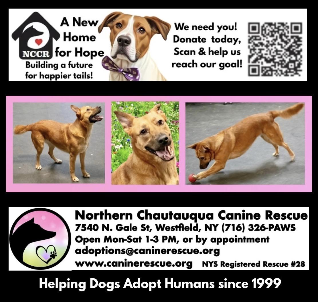 Enlarge Noni Adoption Pending, an adoption pending mixed breed in Westfield, NY image 2/6