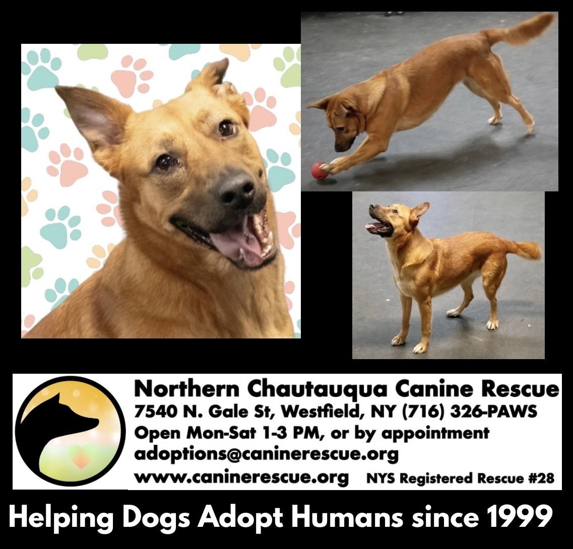 Enlarge Noni , a ADOPTABLE mixed breed in Westfield, NY image 5/6