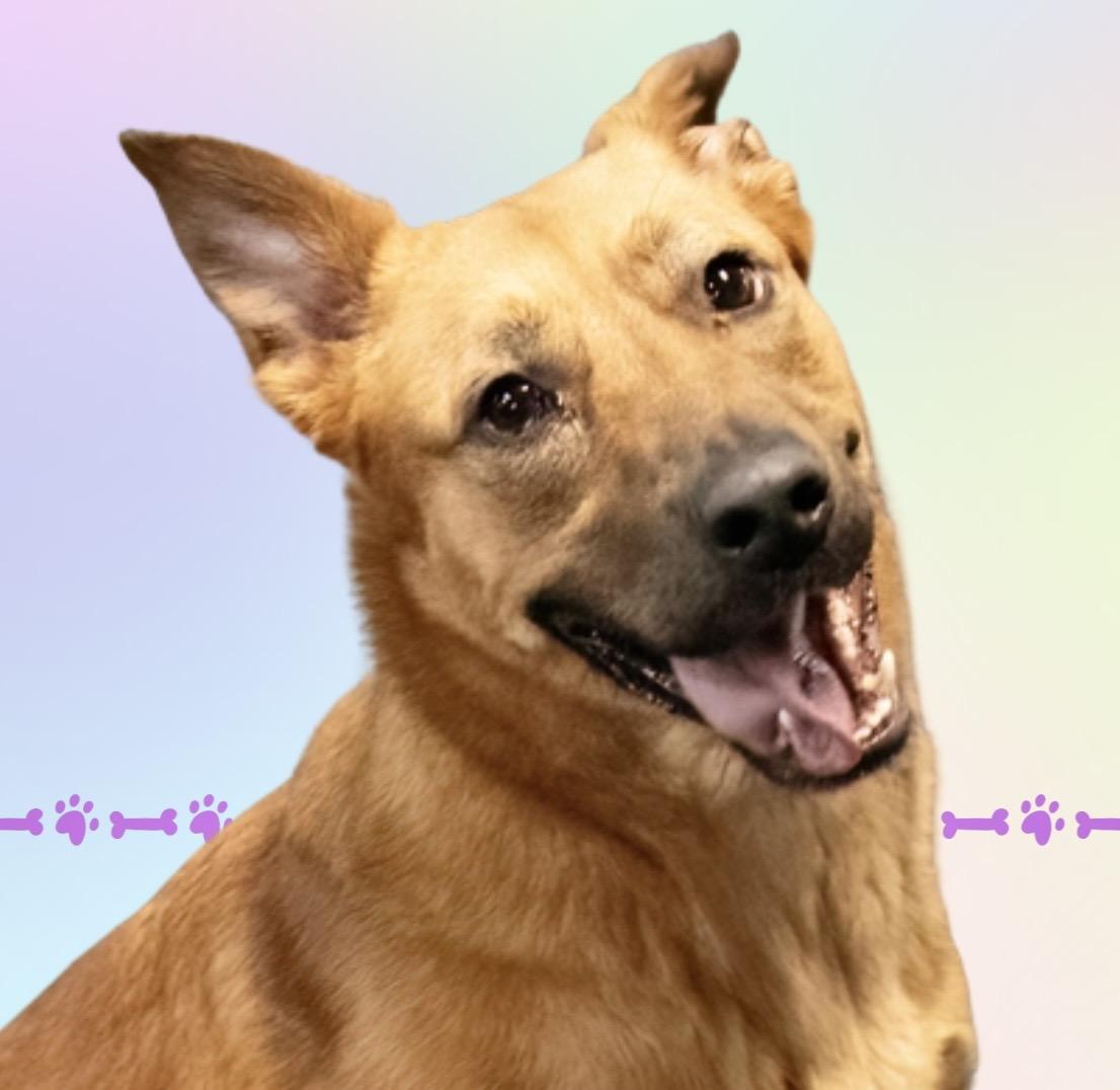 Enlarge Noni , a ADOPTABLE mixed breed in Westfield, NY image 4/6