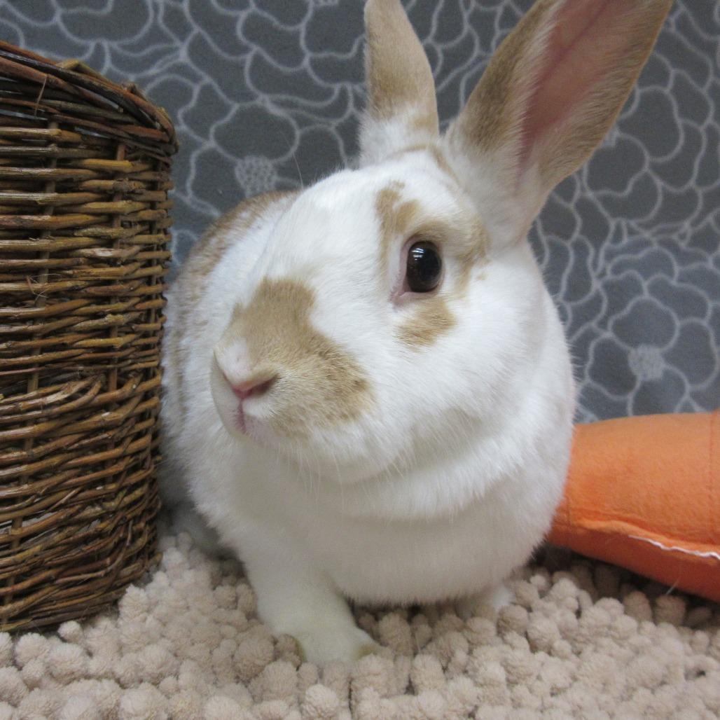 Enlarge Kellen, a Adoptable English Spot in Newport, PA image 1/5