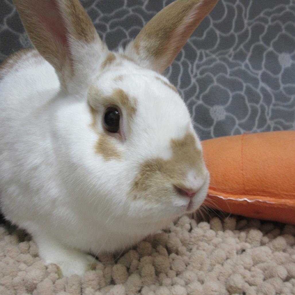 Enlarge Kellen, a Adoptable English Spot in Newport, PA image 2/5