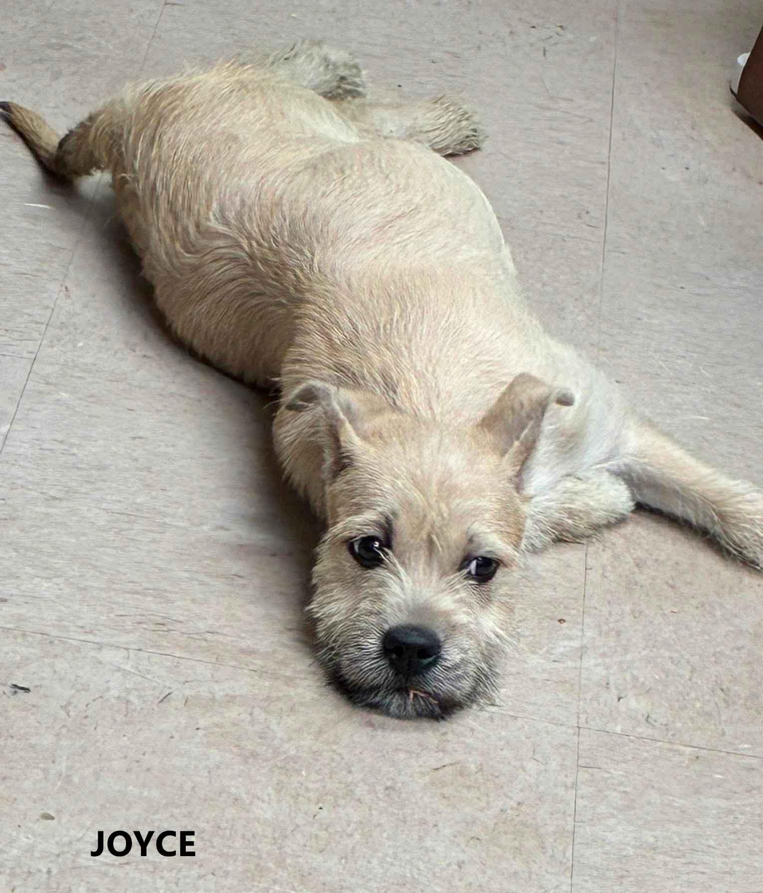 Enlarge Joyce, an adopted mixed breed in Washington, GA image 1/1