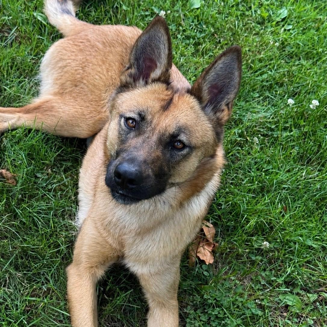 Cece, an adopted mixed breed in Weston, MA image 1/6