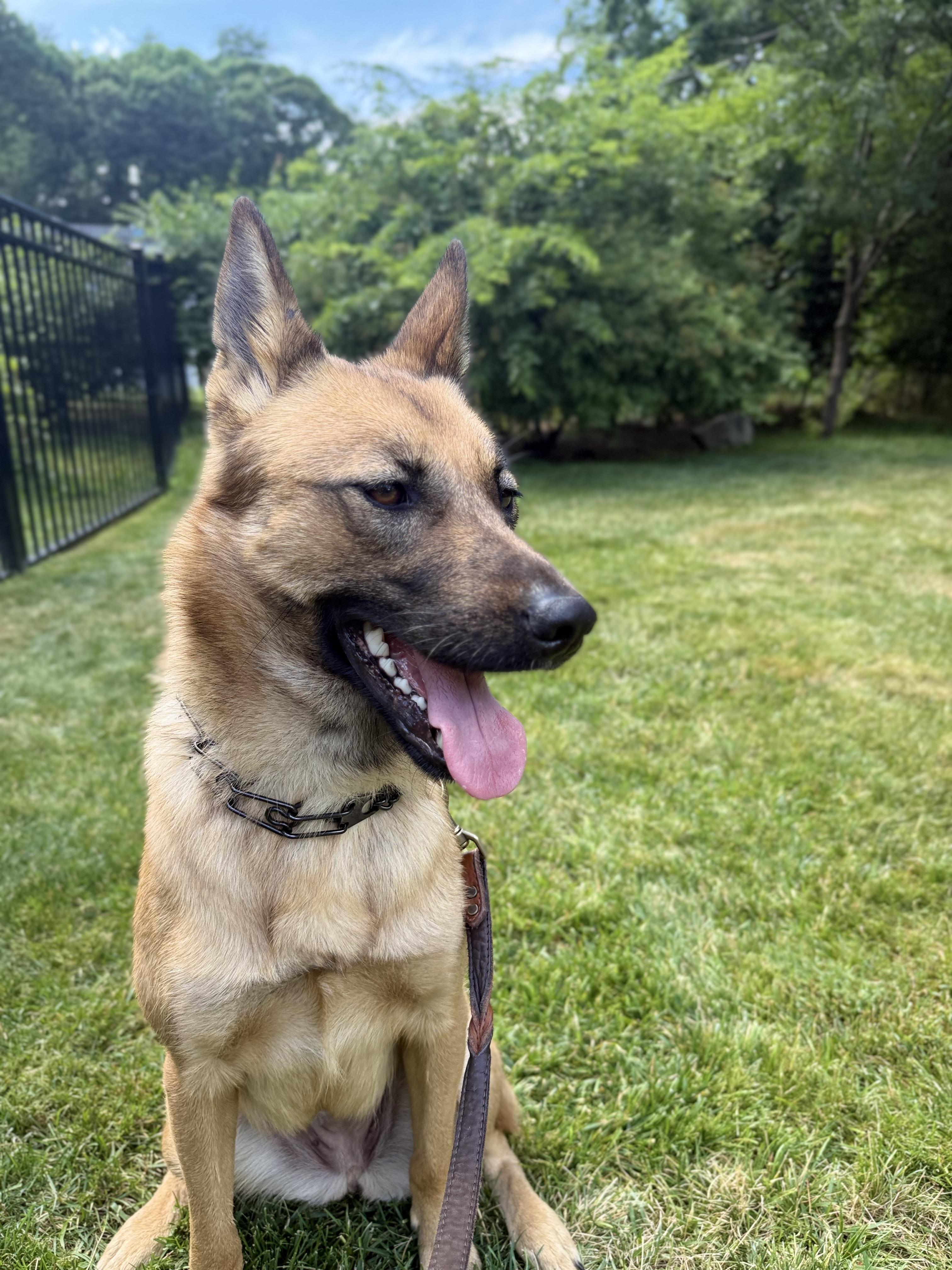 Cece, an adopted mixed breed in Weston, MA image 3/6