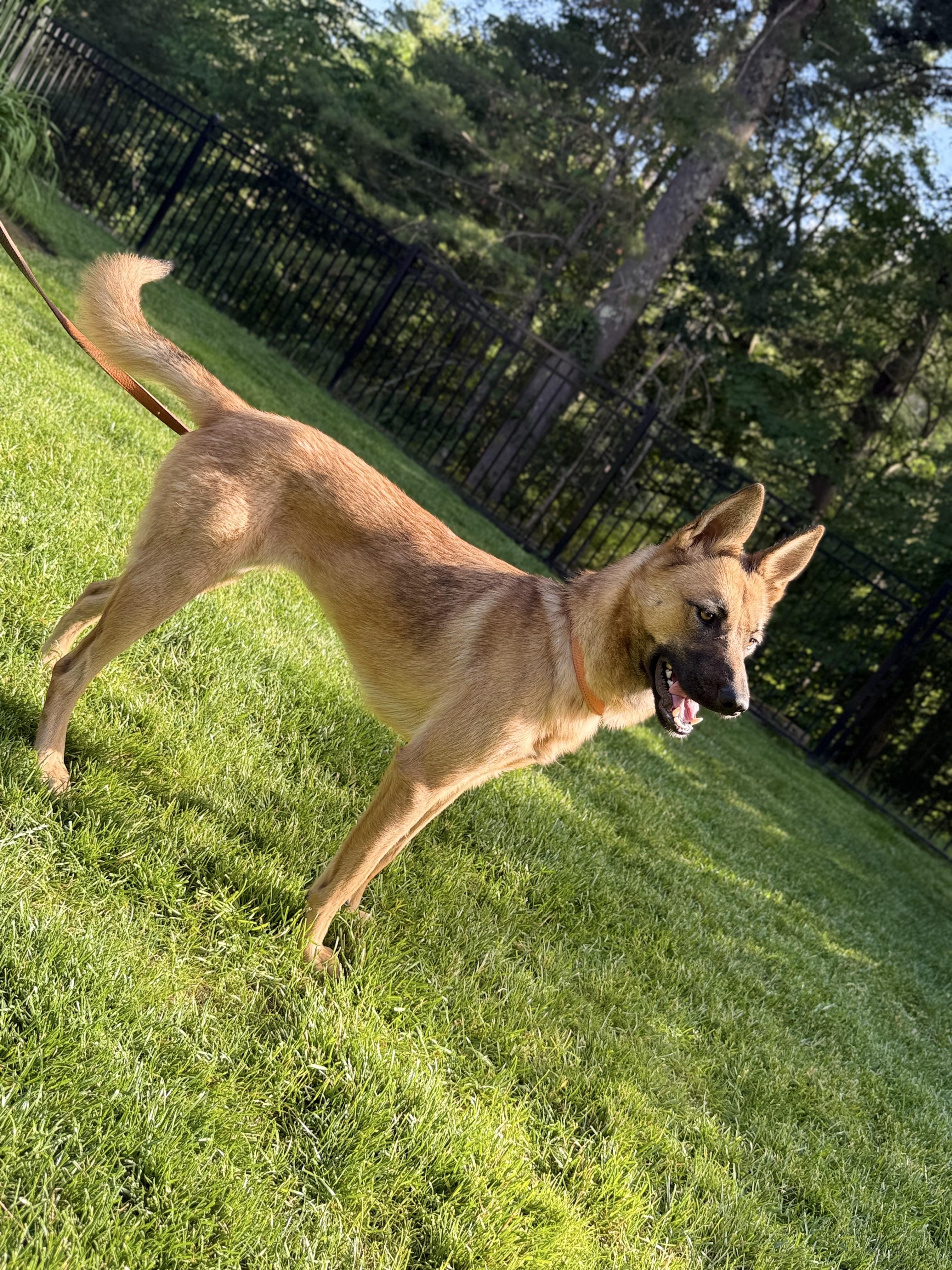 Cece, an adopted mixed breed in Weston, MA image 5/6