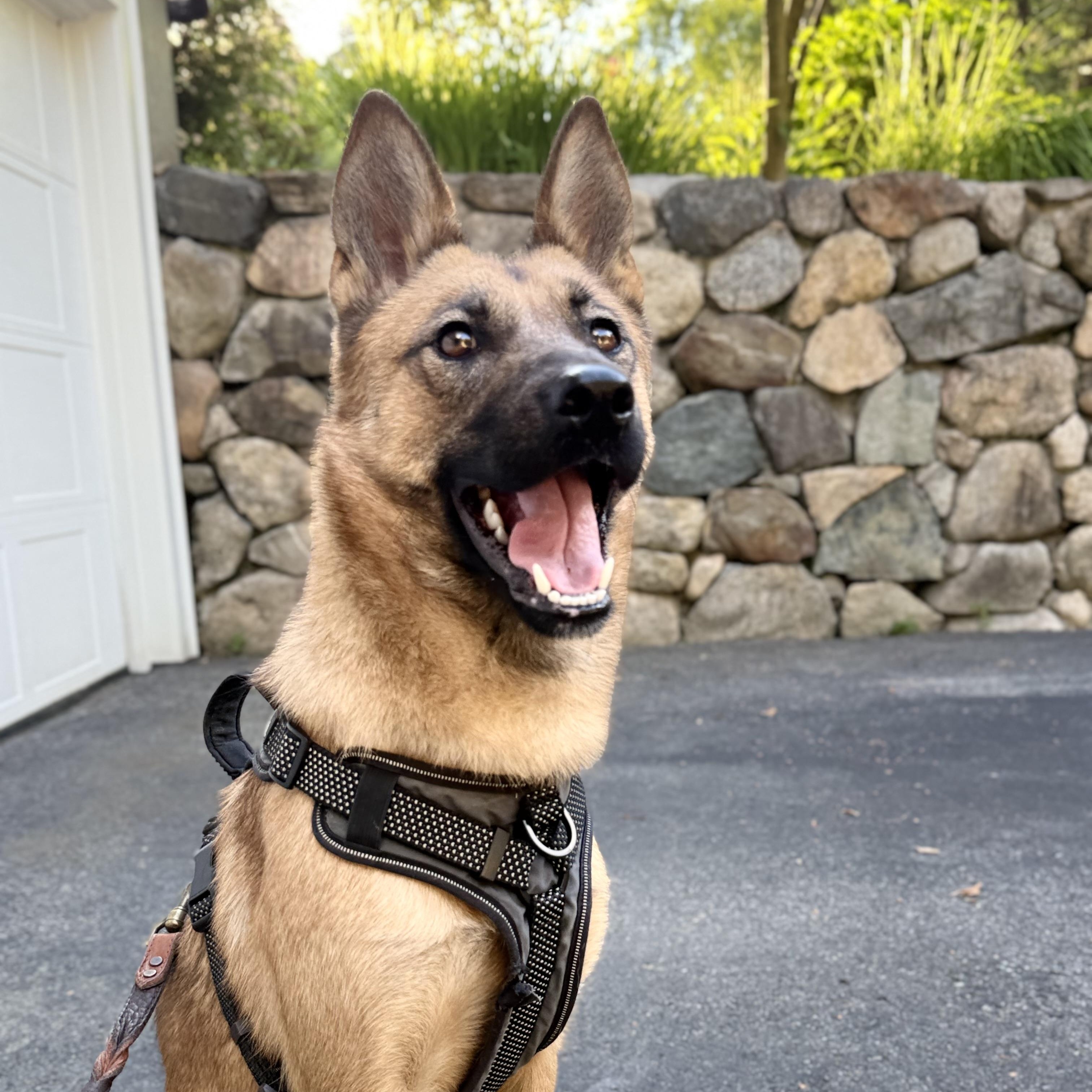 Cece, an adopted mixed breed in Weston, MA image 6/6