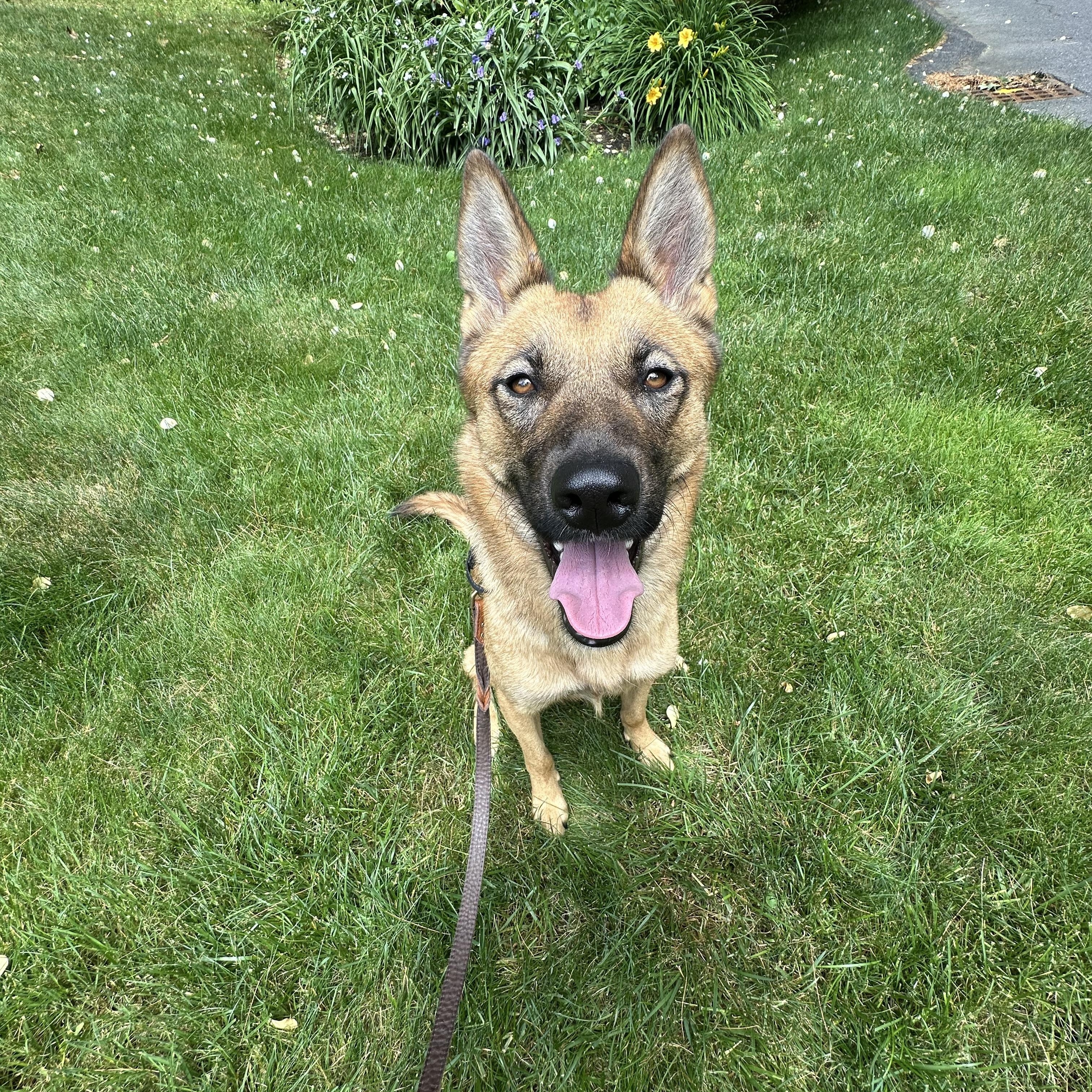 Cece, an adopted mixed breed in Weston, MA image 2/6