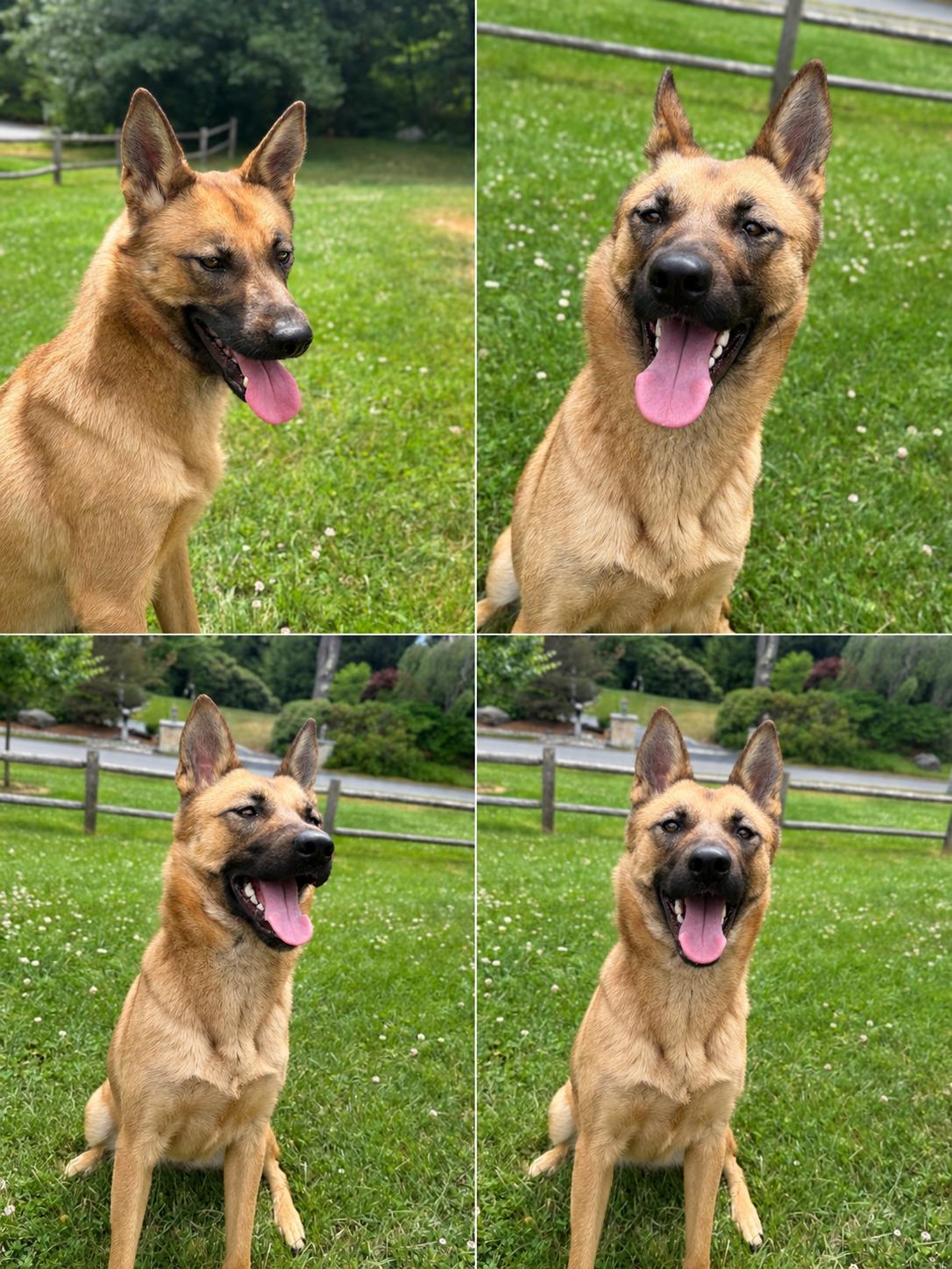 Cece, an adopted mixed breed in Weston, MA image 4/6