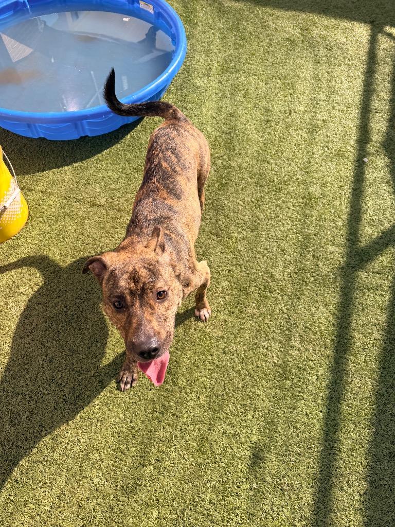 Enlarge Sunni, a Adoptable mixed breed in Newcastle, OK image 1/2