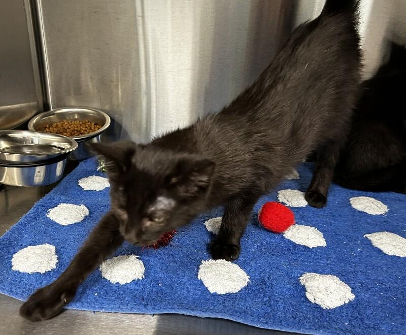 Enlarge Gilly, a Adoptable Domestic Short Hair in bellefontaine, OH image 1/5