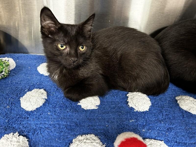Enlarge Gilly, a Adoptable Domestic Short Hair in bellefontaine, OH image 2/5