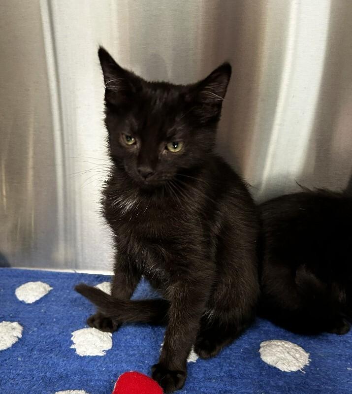 Enlarge Gilly, a Adoptable Domestic Short Hair in bellefontaine, OH image 3/5