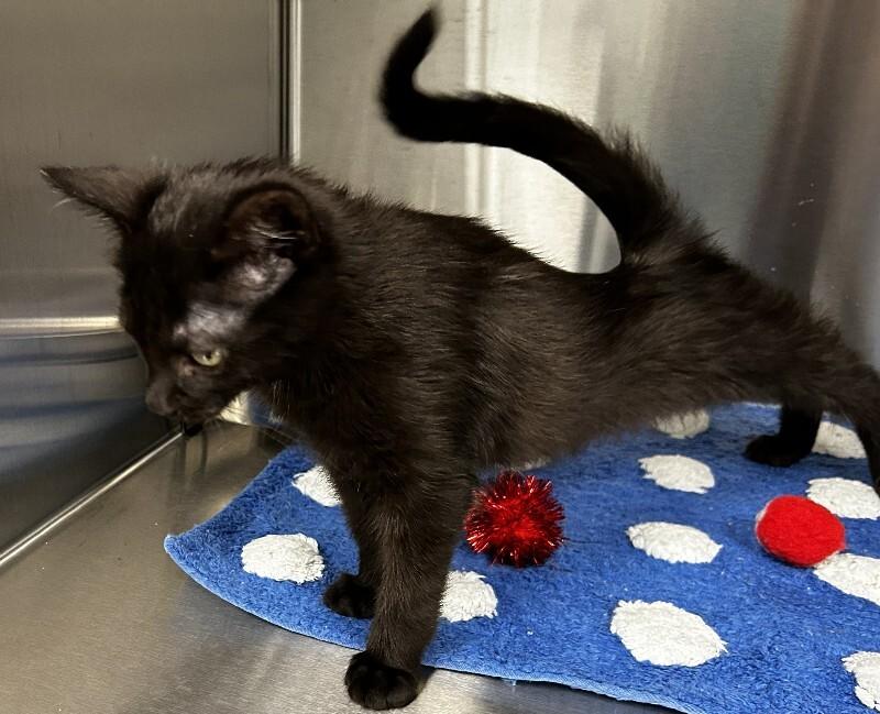 Enlarge Gilly, a Adoptable Domestic Short Hair in bellefontaine, OH image 4/5