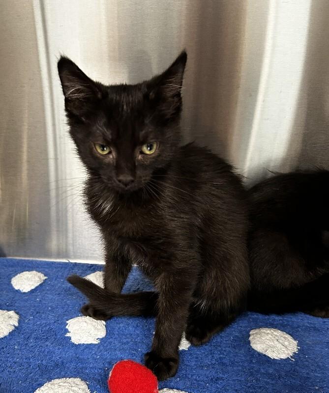 Enlarge Gilly, a Adoptable Domestic Short Hair in bellefontaine, OH image 5/5