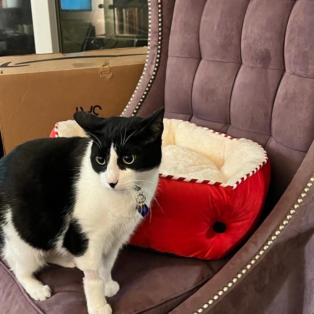 Dude, ADOPTABLE, Adult Male Domestic Short Hair.