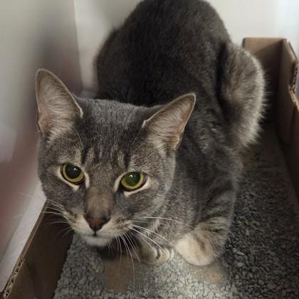 Enlarge Lightning, a Adoptable mixed breed in Voorhees, NJ image 1/2