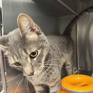 Enlarge Lightning, a Adoptable mixed breed in Voorhees, NJ image 2/2
