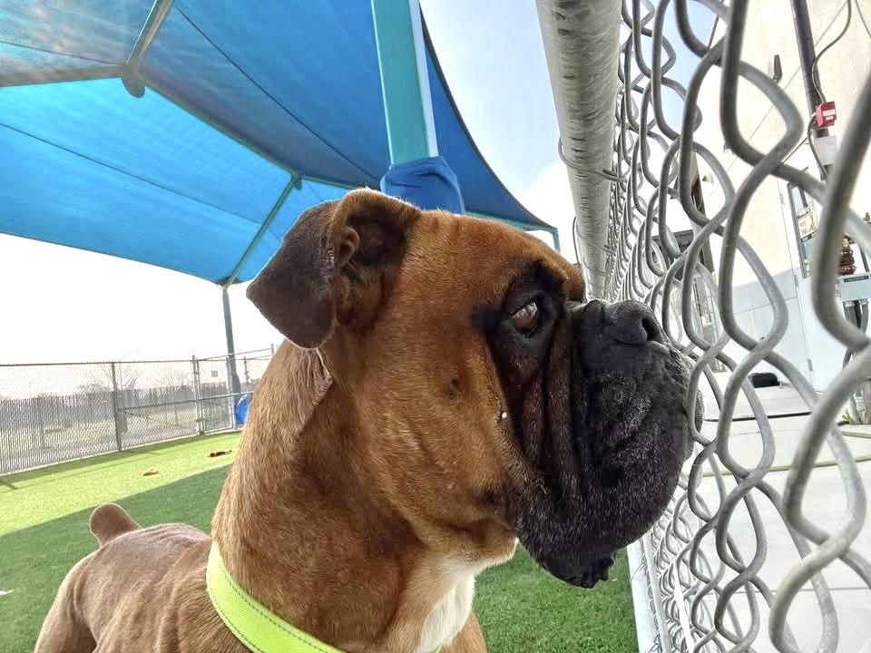 Bingo, Adopted, Adult Male Boxer.
