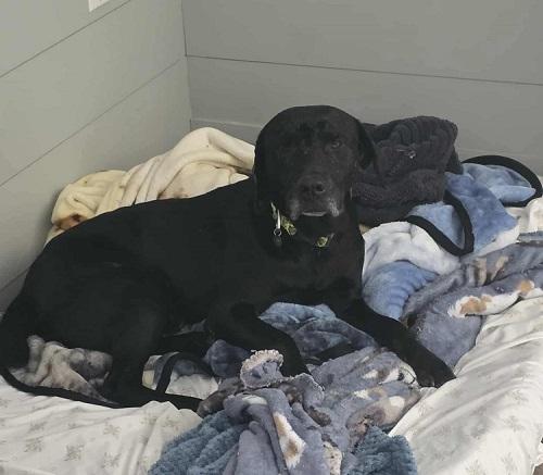 Jack #55, ADOPTABLE, Adult Male Black Labrador Retriever.