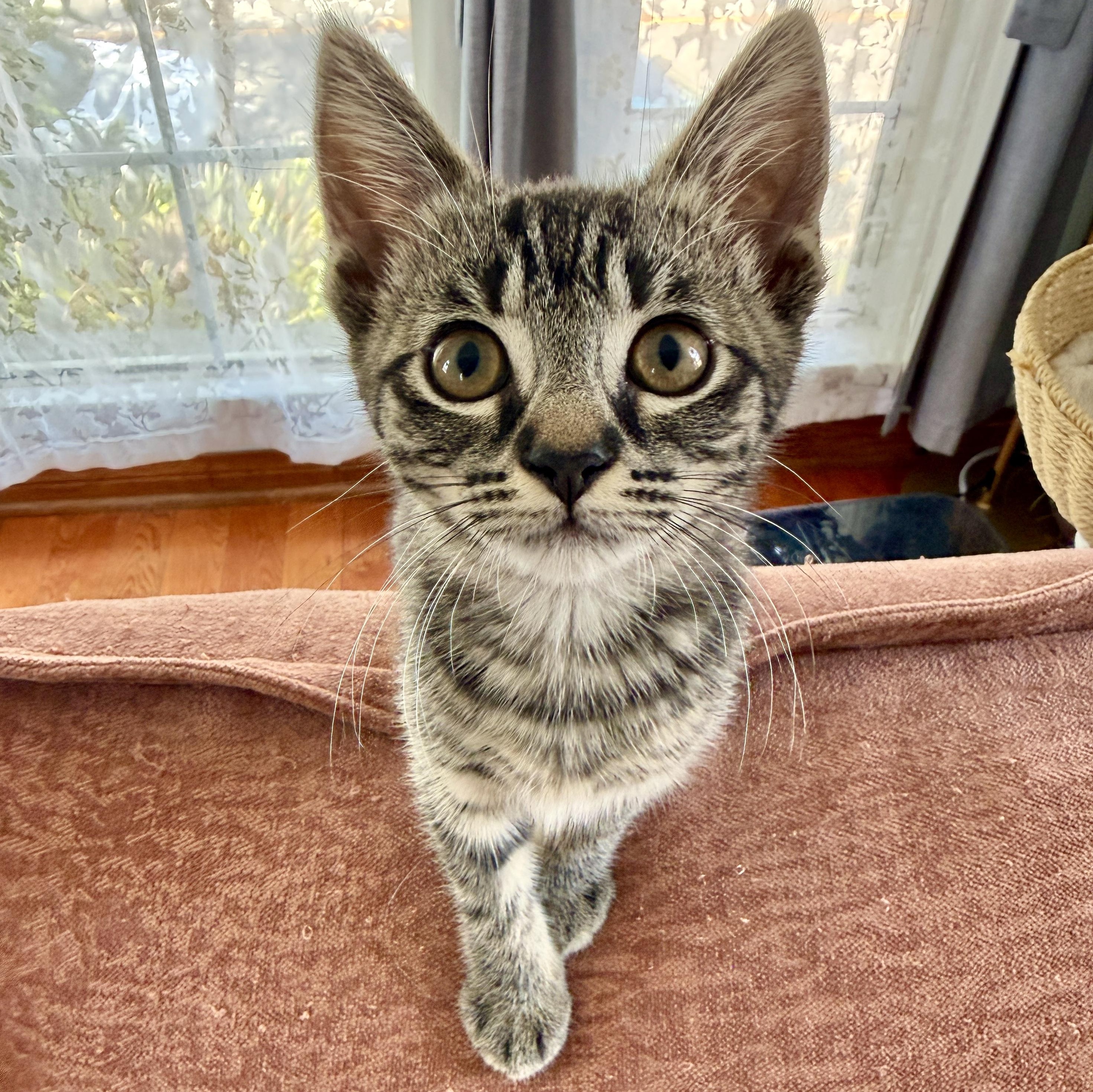 Kira, ADOPTABLE, Kitten Female Domestic Short Hair.
