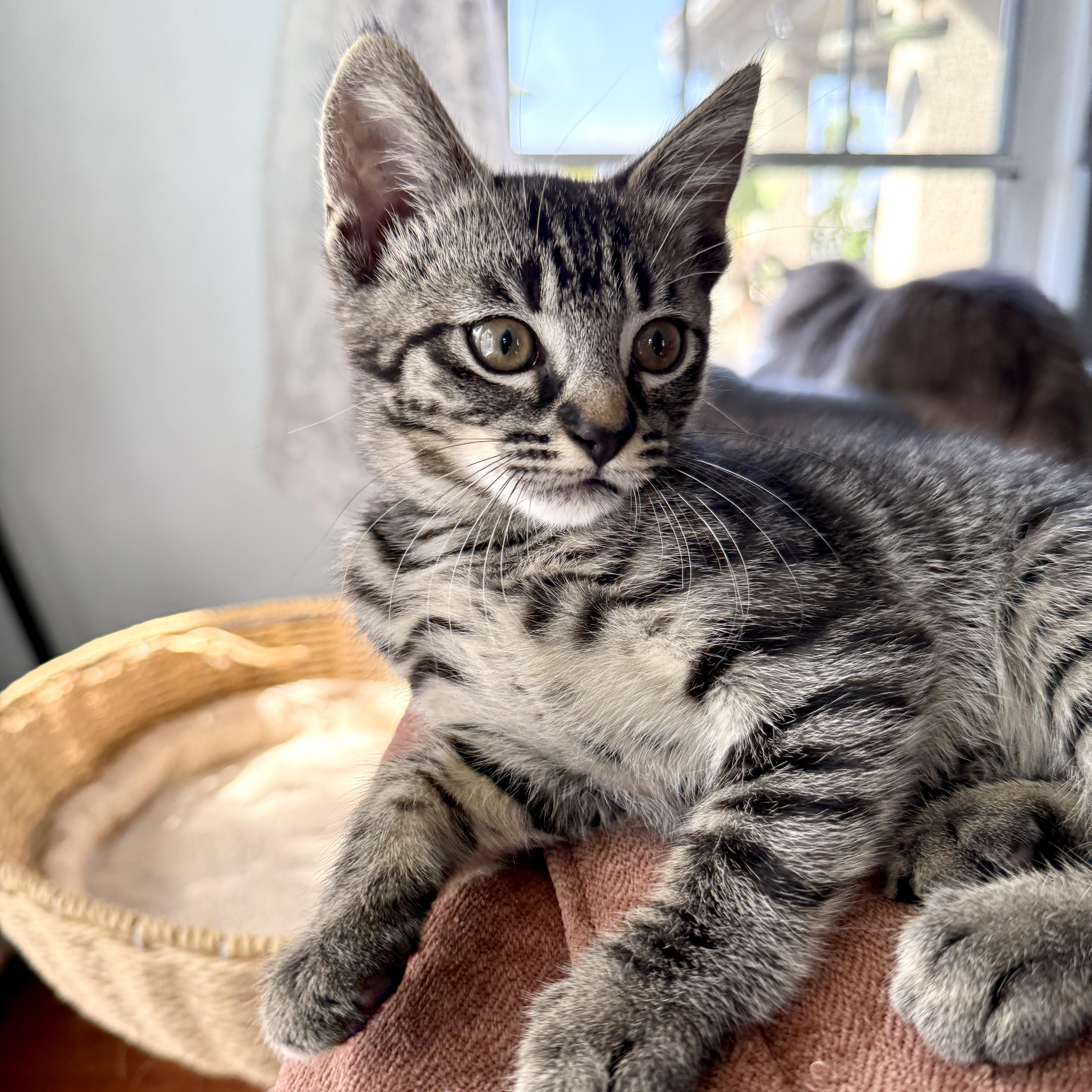 Enlarge Kira, a ADOPTABLE Domestic Short Hair in Los Angeles, CA image 6/6