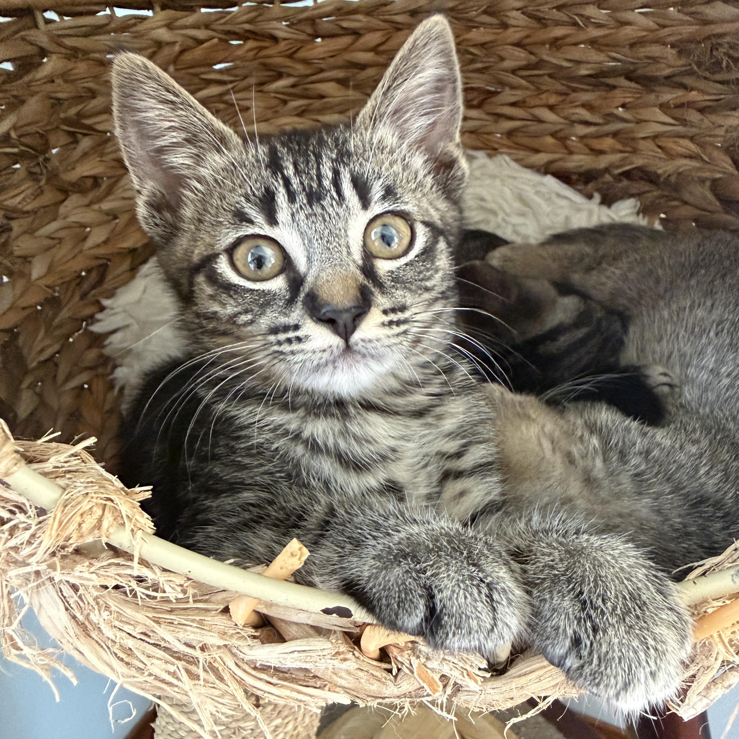 Enlarge Kira, a ADOPTABLE Domestic Short Hair in Los Angeles, CA image 5/6