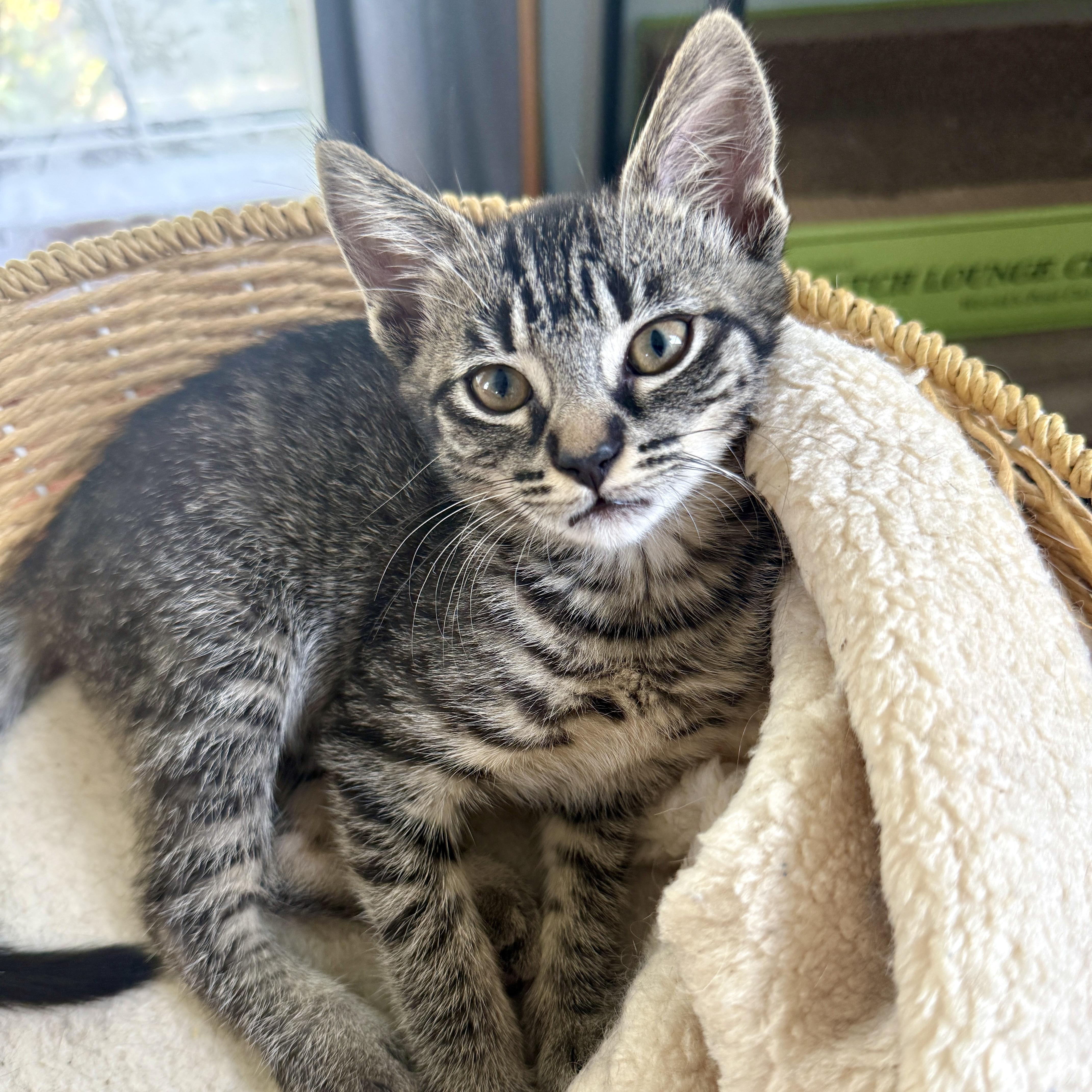 Enlarge Kira, a ADOPTABLE Domestic Short Hair in Los Angeles, CA image 4/6